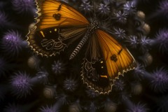 1_random-butterlfy-yellow_