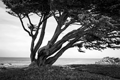 California-Tree.tif