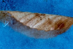 Folded-Ice-Leaf