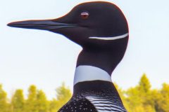 animal-loon-in-inity-scaled