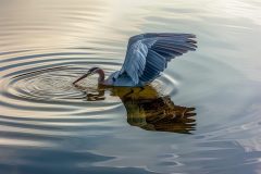 animals-egret-wings-up-scaled