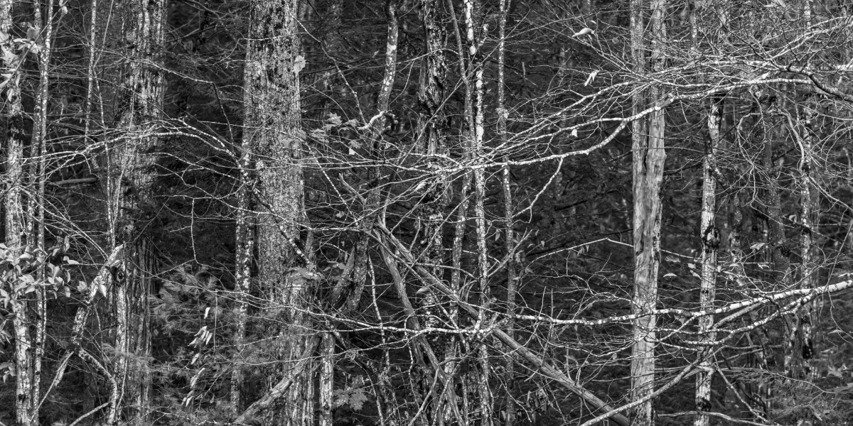 Trees Abstract BW
