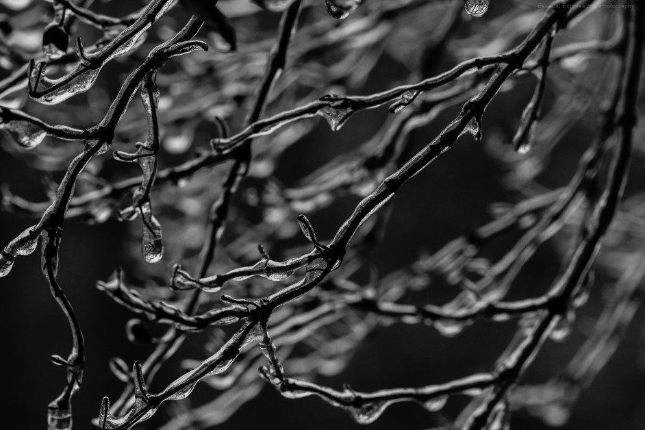 Iced Branches
