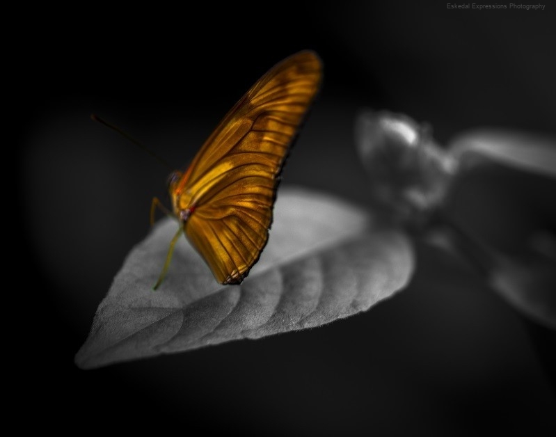Butterfly Monocolor