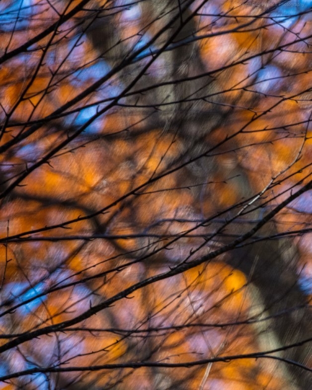 Foliage Branch Abstract