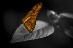 Butterfly Monocolor
