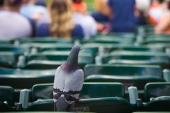 Spectator Pigeon