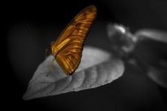 butterflycolorti