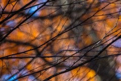 Foliage Branch Abstract