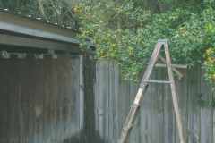 Orange Ladder