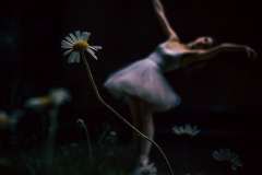 dance-dandelion_