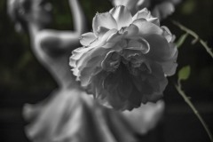 dance-dark-flower_