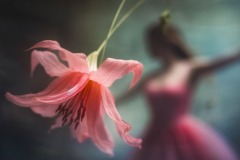 dance-flower-pink_