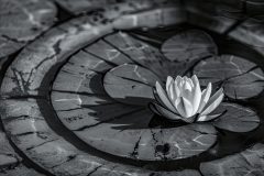 zen-lotus-flower_-scaled