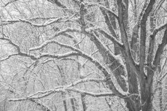 wintertreelogo-website