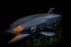 1_junkyard-whale-dark-sit
